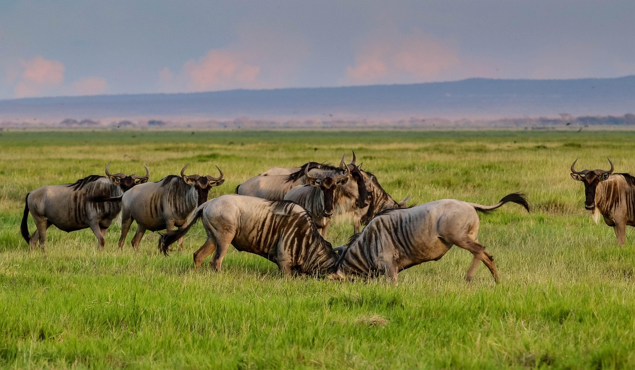 Kwanza Safaris team