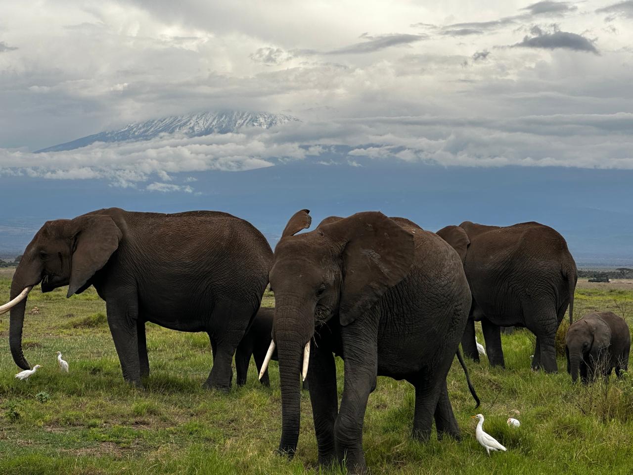 Amboseli