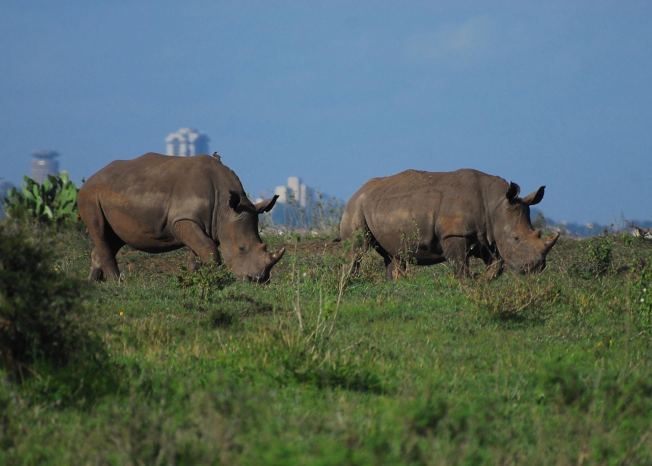 Top 20 National Parks and Game Reserves in Kenya You Must Visit in 2026