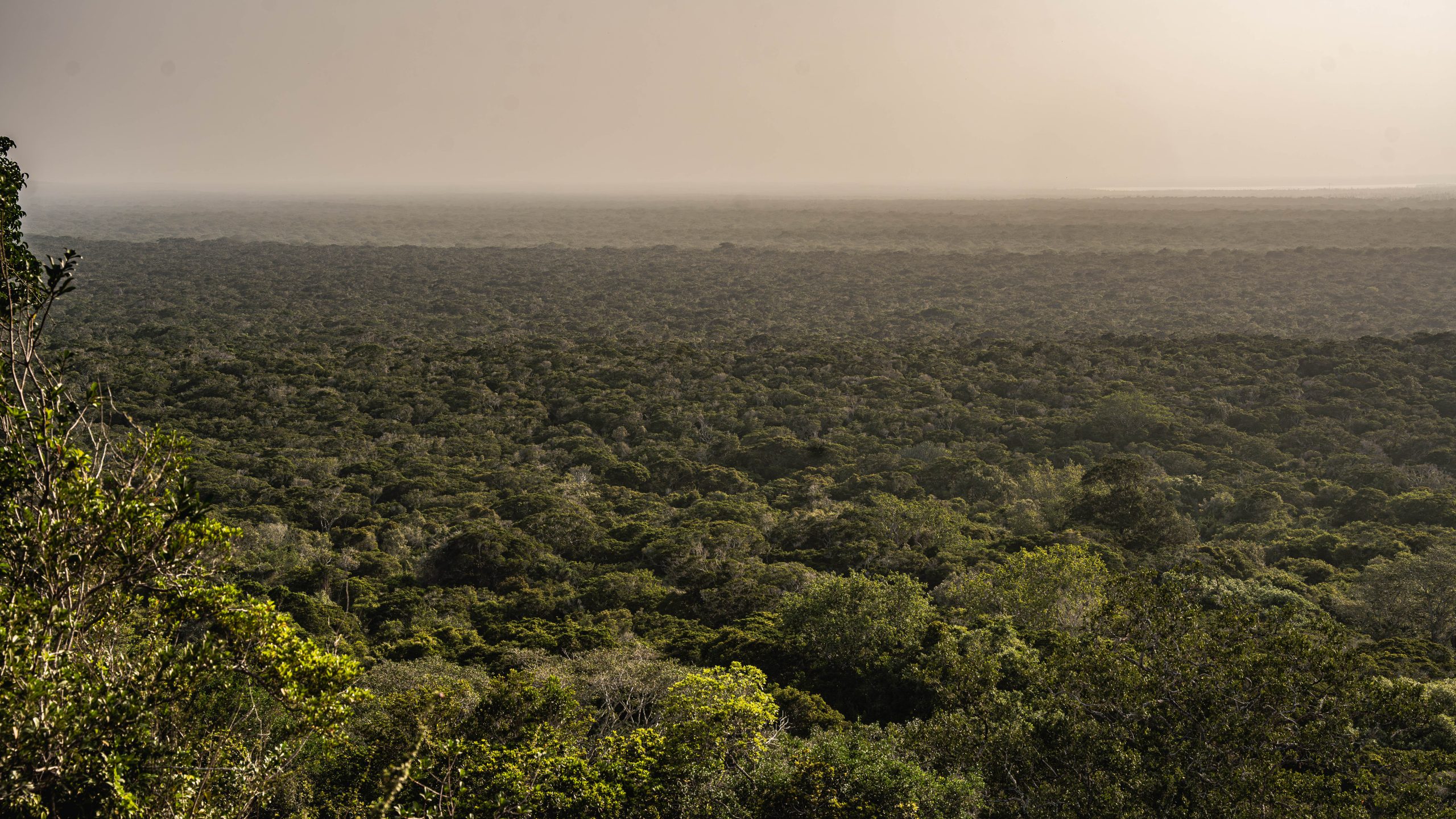 Arabuko Sokoke Forest