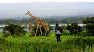 Kenya Safari vs Tanzania Safari: Which African Safari Is Better?