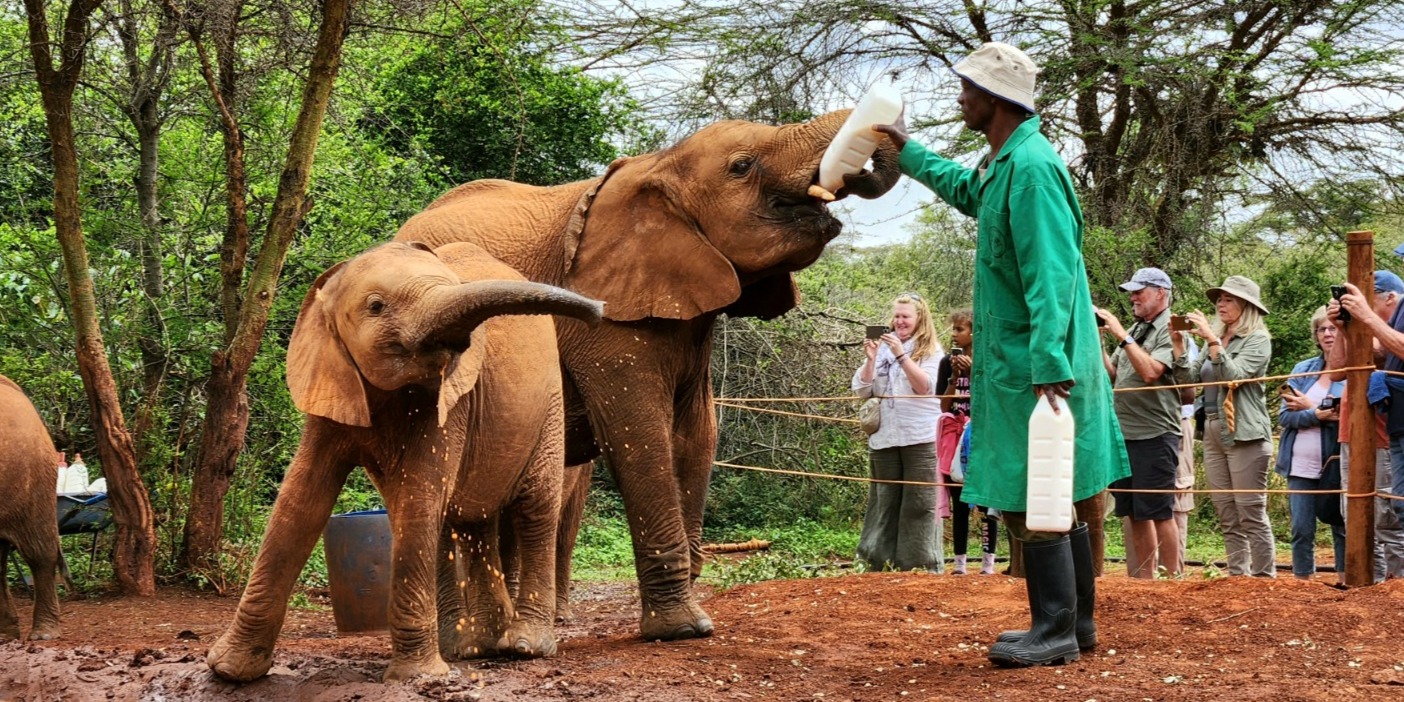 David Sheldrick Elephant Orphanage