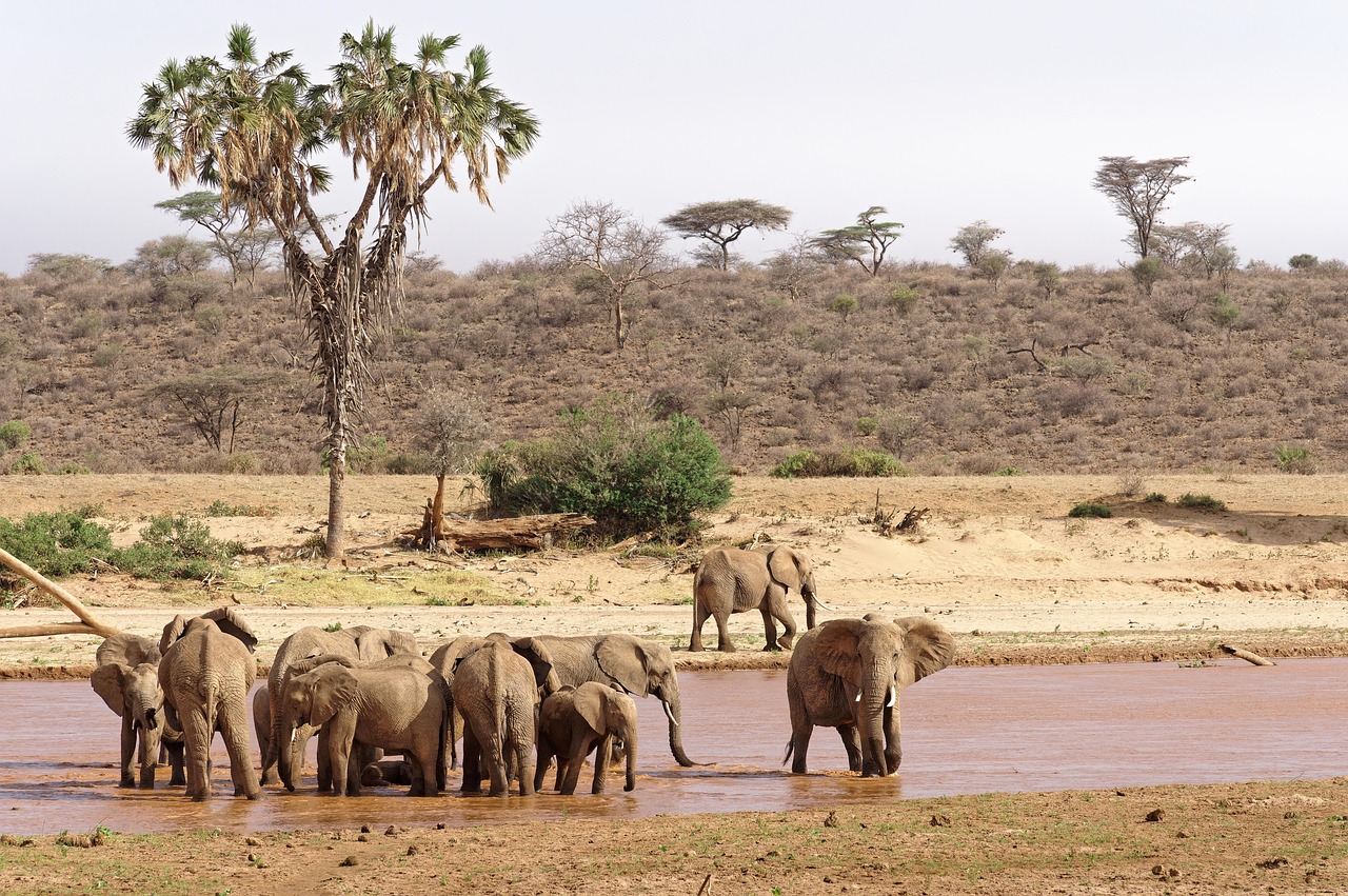 Samburu National Reserve Safari Guide (2026): Wildlife, Special Five & Best Time to Visit