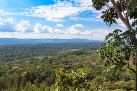 Kakamega Forest National Reserve