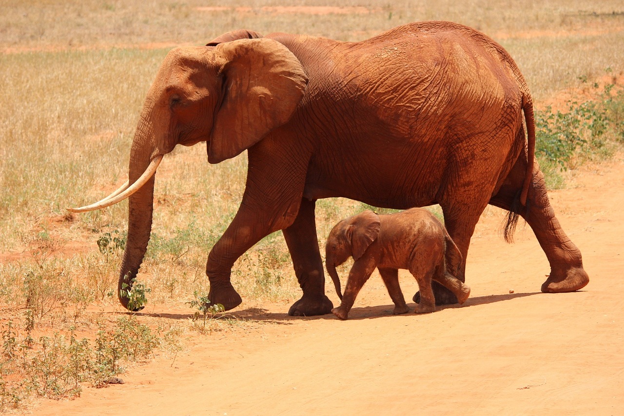 Tsavo East vs Tsavo West: Which Kenya Safari Destination Is Better in 2026?
