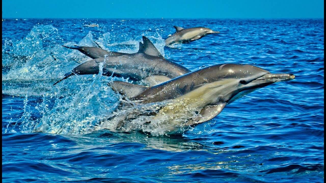 Kisite Mpunguti Marine Park