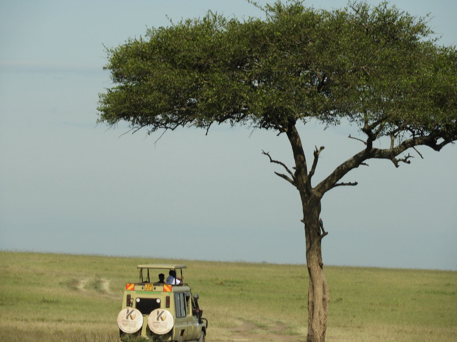 Month-by-Month Guide to Visiting Kenya (2026): Weather, Wildlife & Best Time to Travel