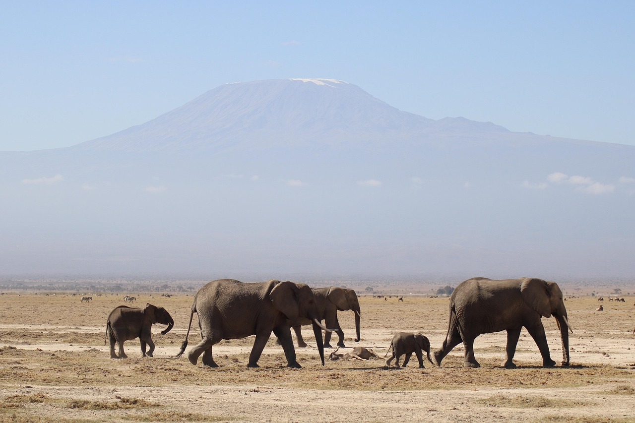 complete Amboseli National Park Guide (2026): Wildlife, Best Time to Visit & Safari Tips