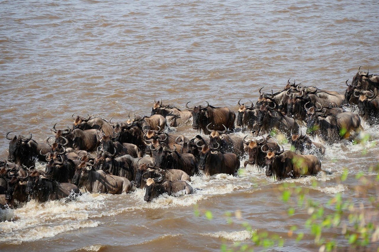 The Great Wildebeest Migration in Kenya (2026): Best Time, Where to See It & Travel Tips