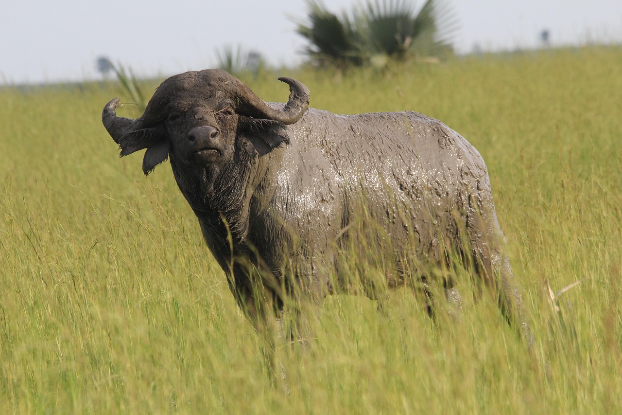 Complete Kenya Travel Guide for First-Time Visitors (2026): Everything You Need to Know