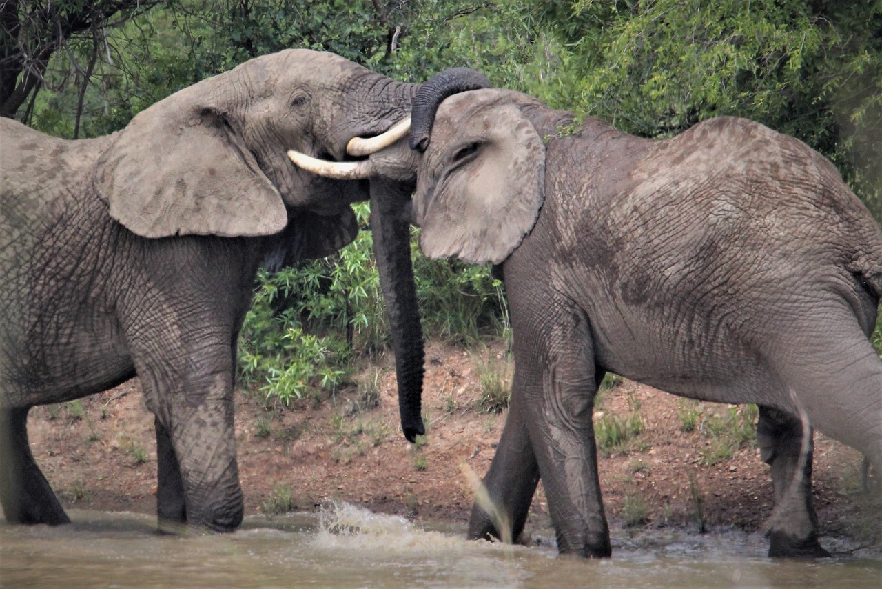 Kenya Safari FAQ: 50 Questions Answered for First-Time Travelers (2026)