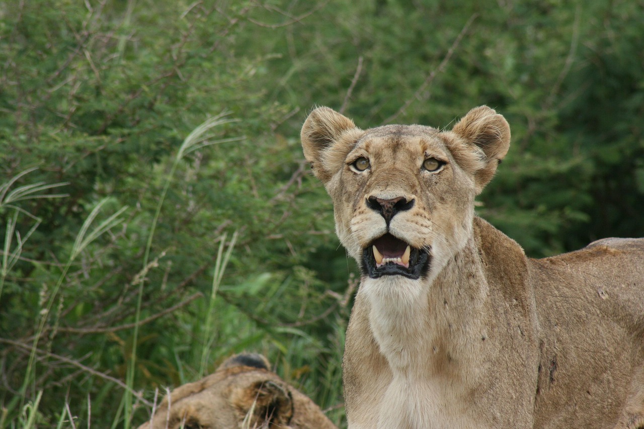 Where to See the Big Five in Kenya: Best Parks, Wildlife Tips & Safari Guide (2026)