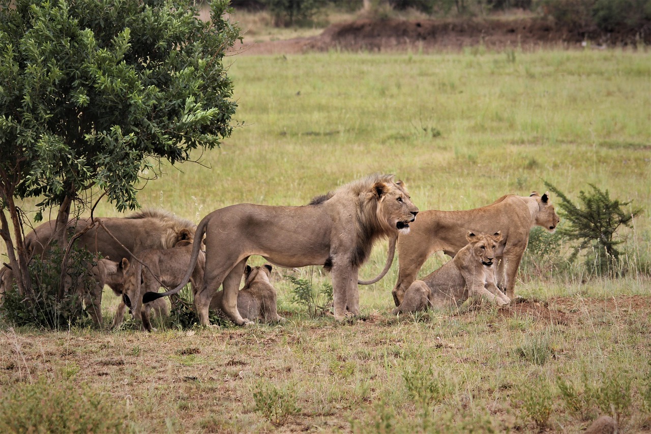 Best Family Safari in Kenya (2026): Complete Guide for Families with Kids
