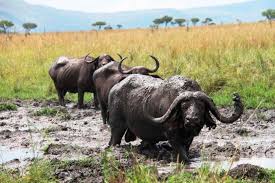 Ruma National Park