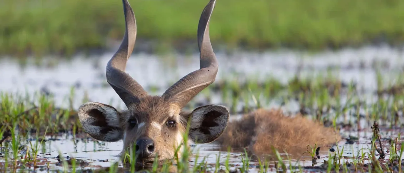 Saiwa Swamp National Park