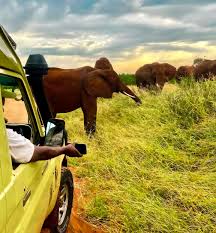 3-Day Amboseli Safari from Nairobi