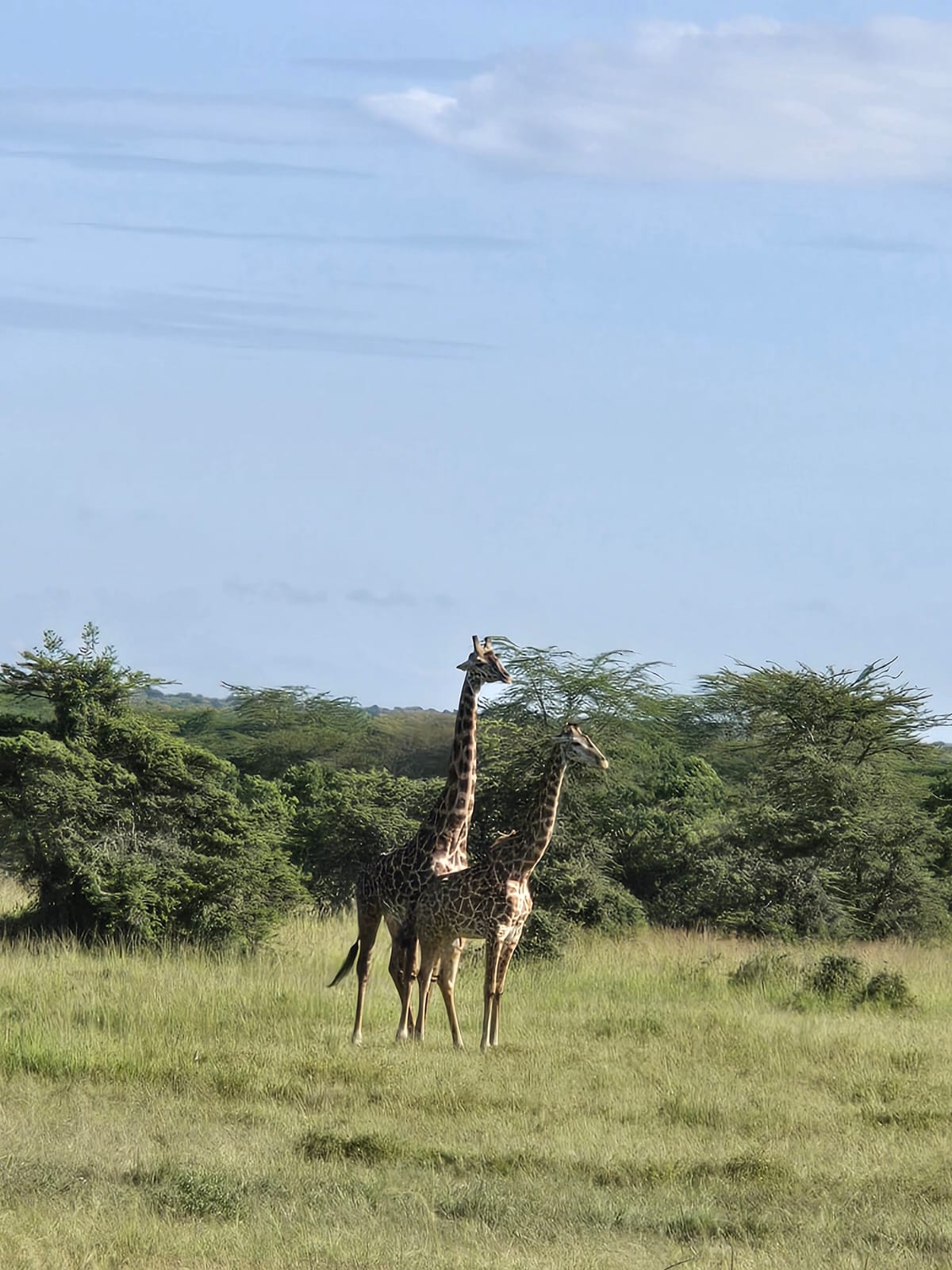 2-Day Simba Oryx Masai Mara Adventure