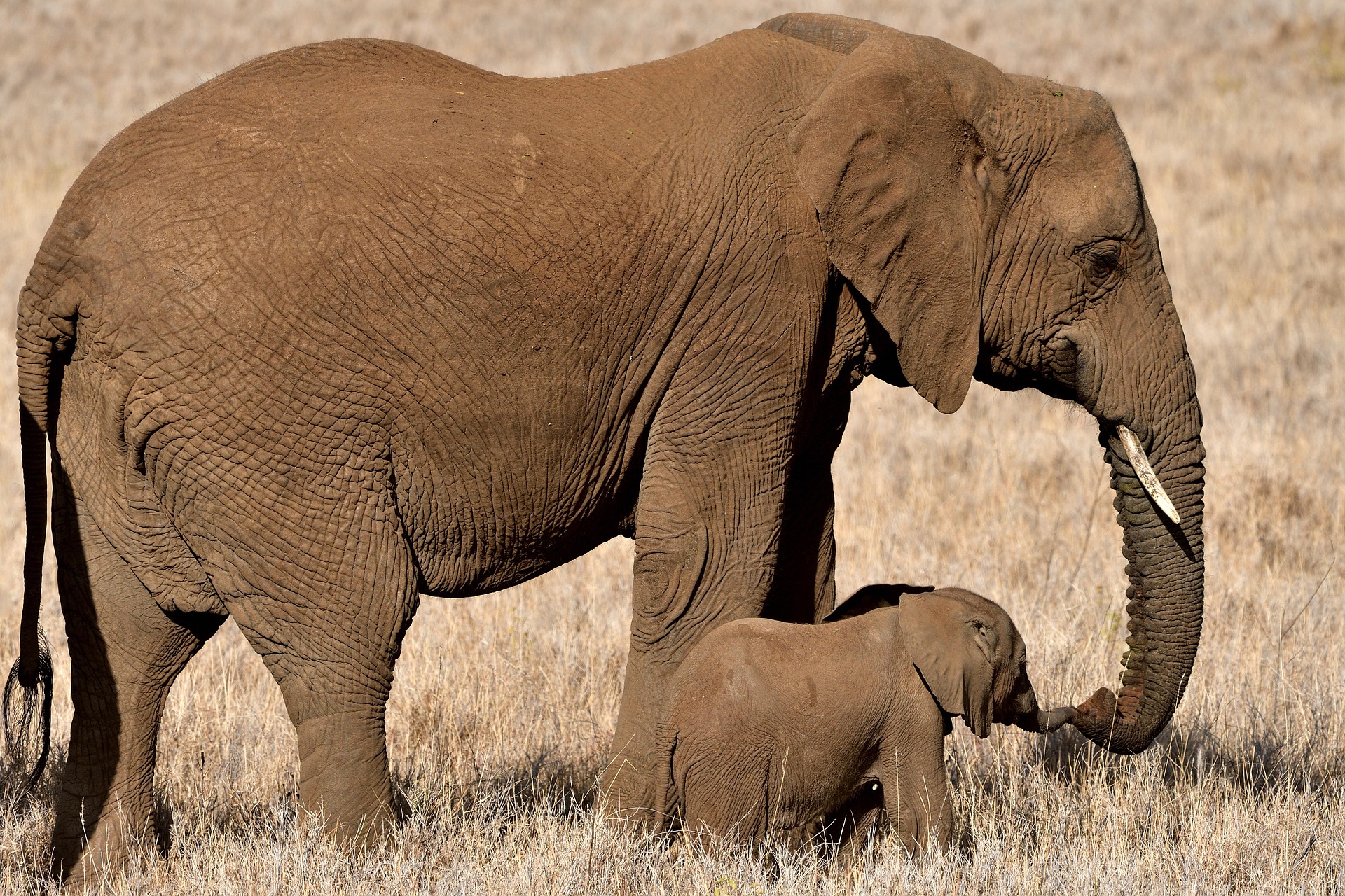 What Animals Can You See in Maasai Mara? Complete Wildlife Guide for 2026
