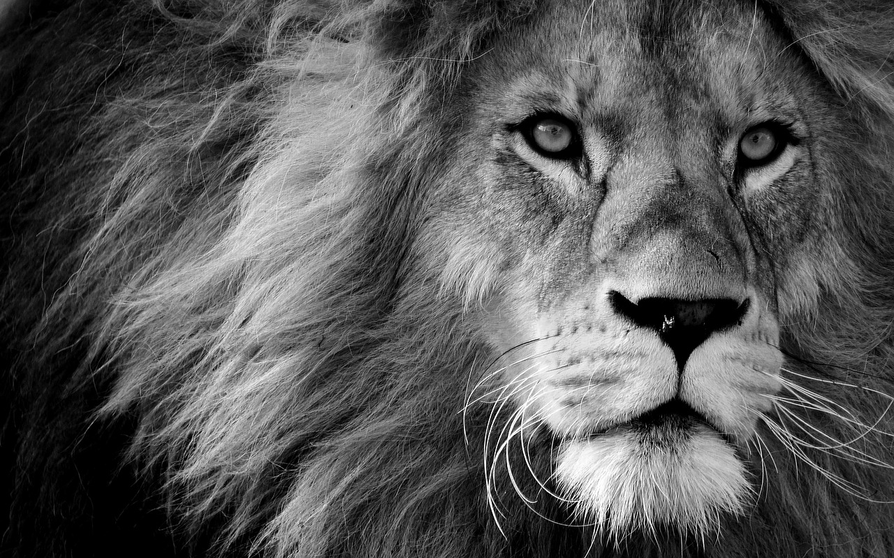 Kenya Safari for UK Travellers: The Complete Guide to an Unforgettable African Adventure