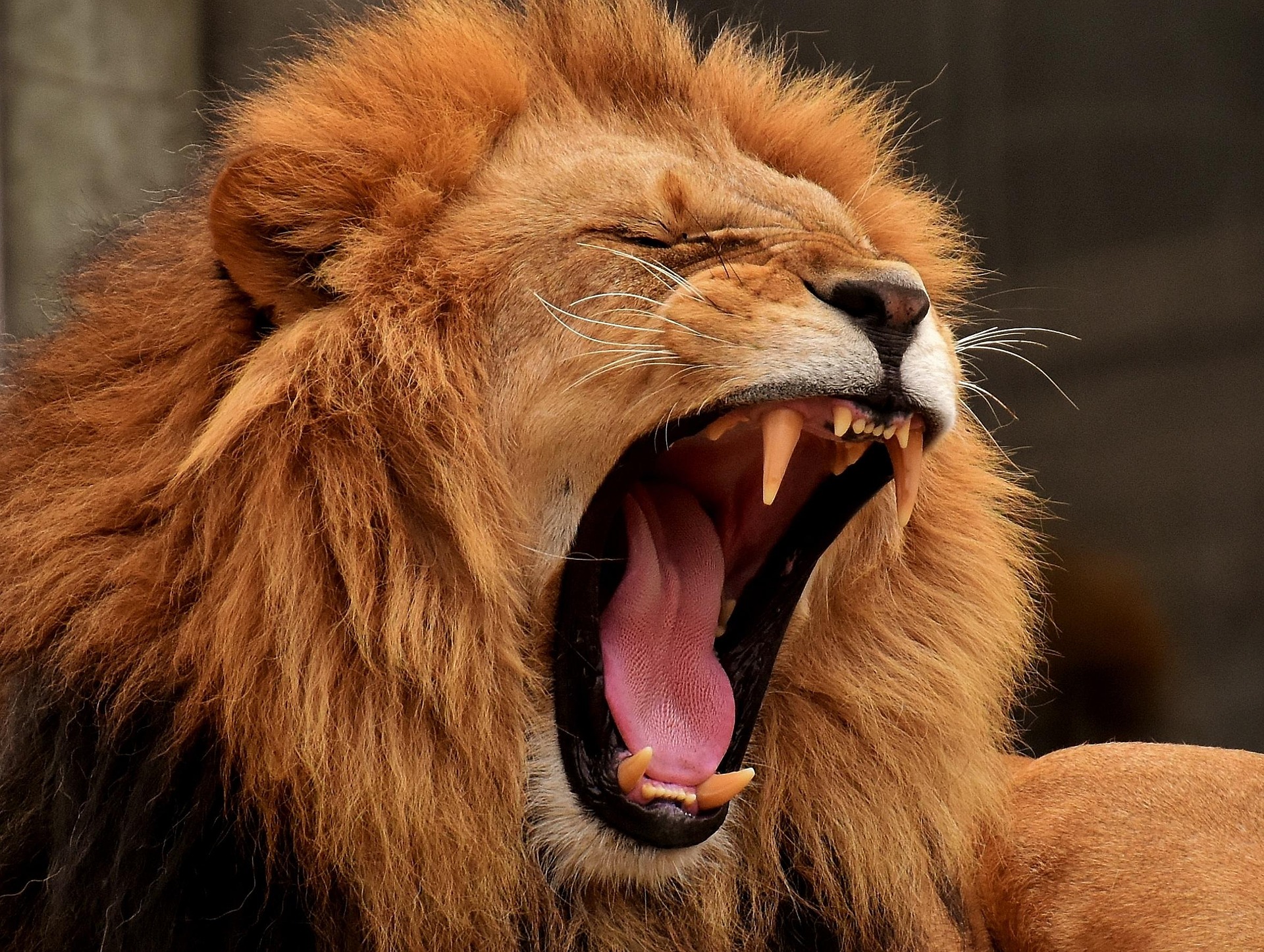 Kenya Safari for Seniors: Complete Guide to Comfortable and Memorable Safari Adventures