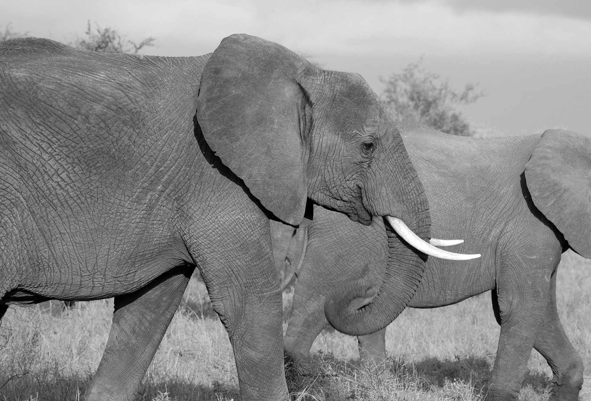 Best National Parks for Wildlife Photography