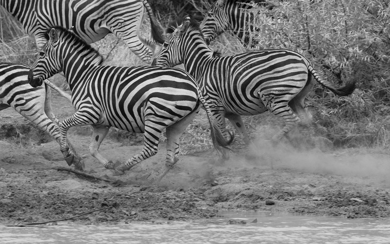 First Safari in Africa: Why Kenya Is the Best Choice