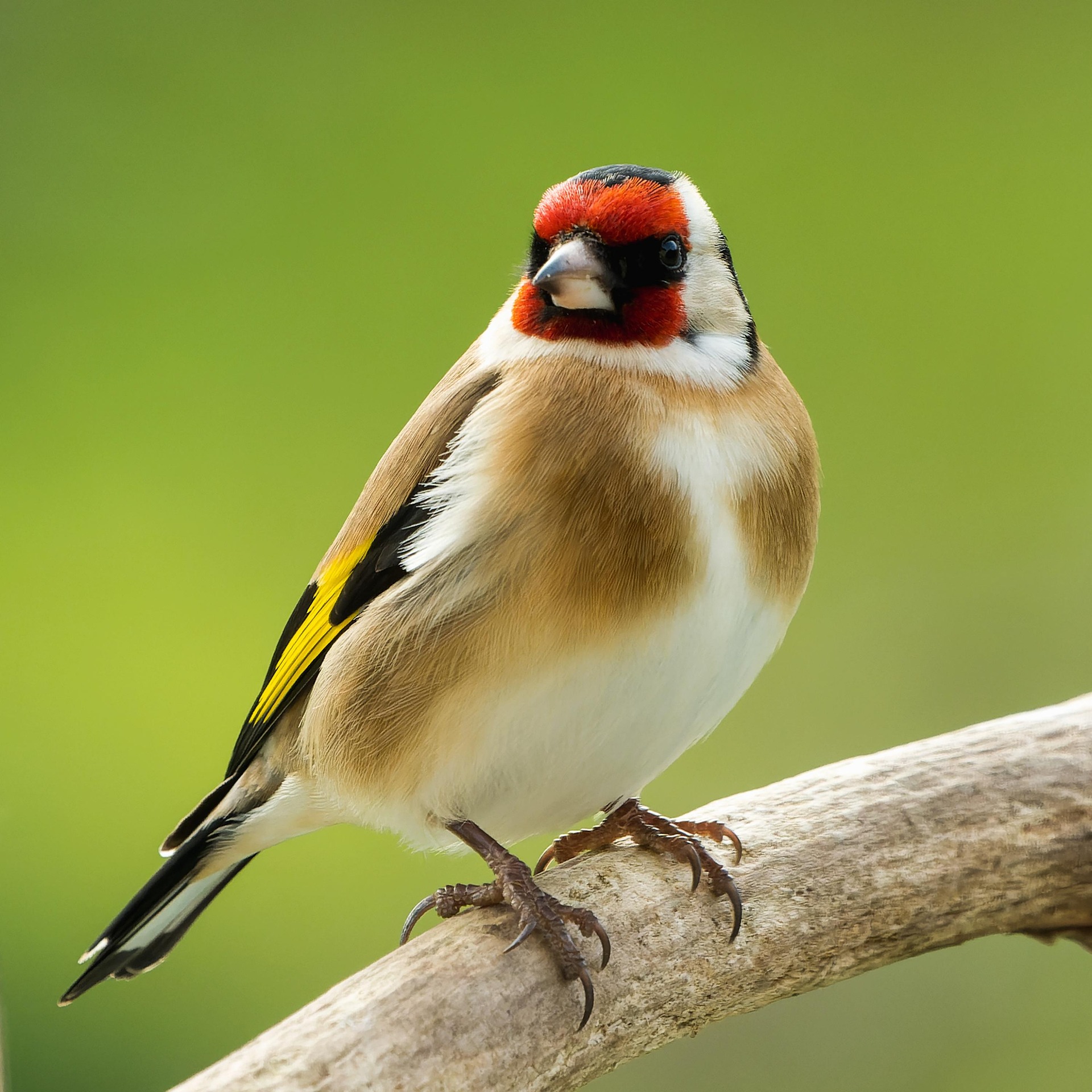 Kenya Bird Watching Safari Guide: Best Places, Birds, and Travel Tips