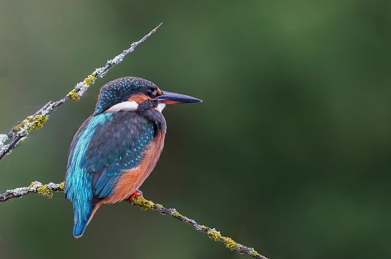 7-Day Rift Valley Birding Safari