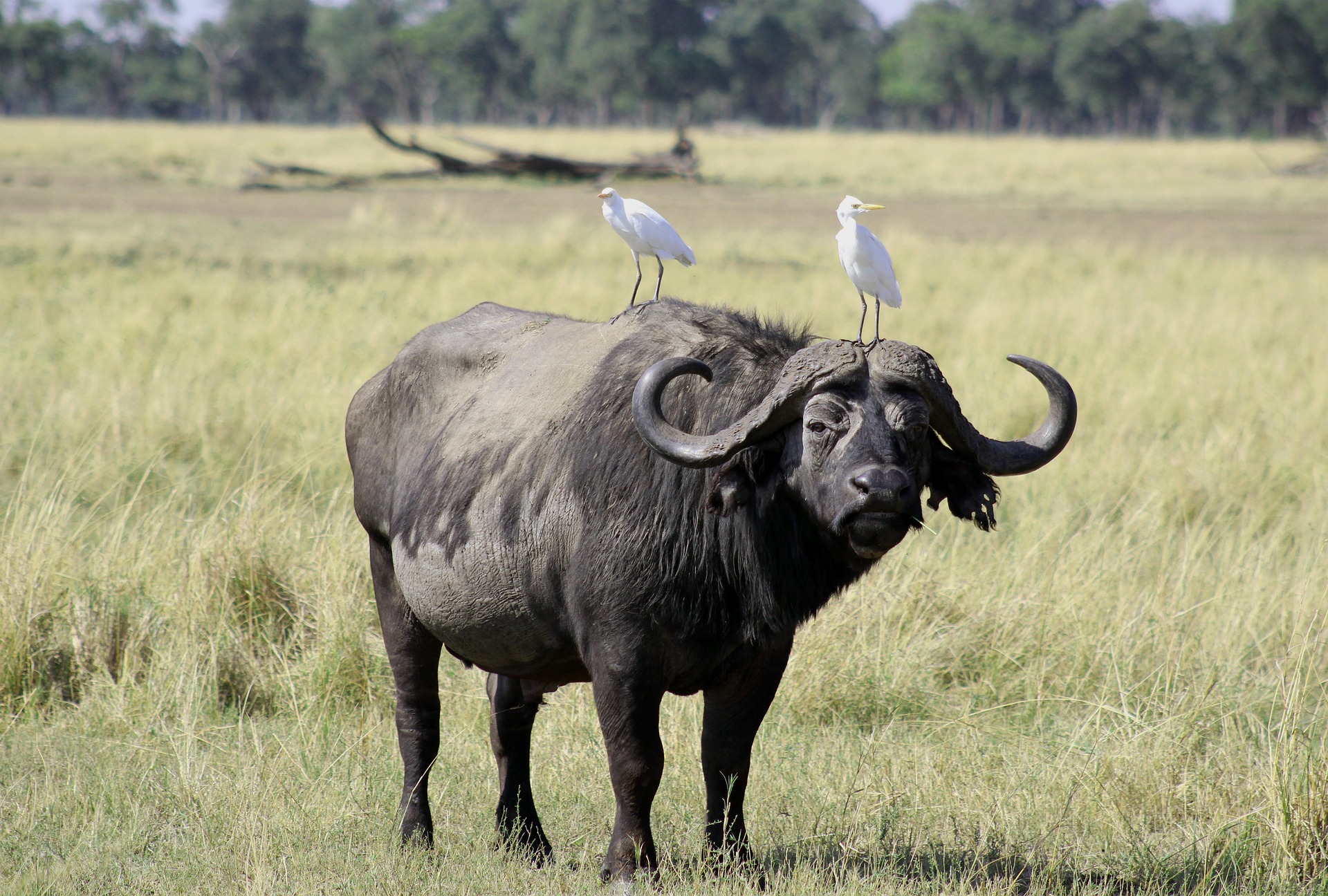 Kenya Safari vs South Africa Safari: Which African Safari Is Best for You?