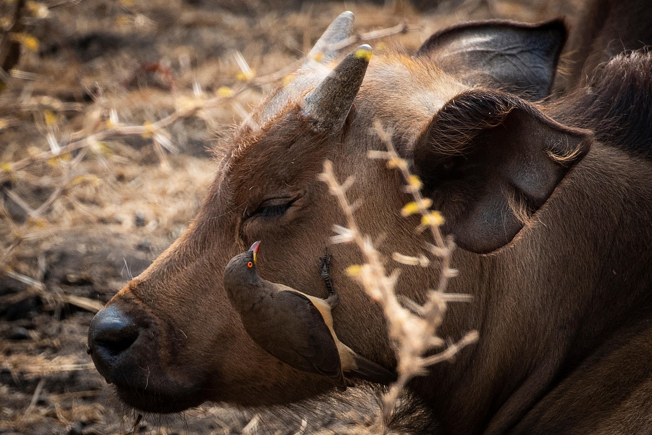 Kenya Safari for Chinese Travelers: The Complete Guide to Planning Your African Adventure