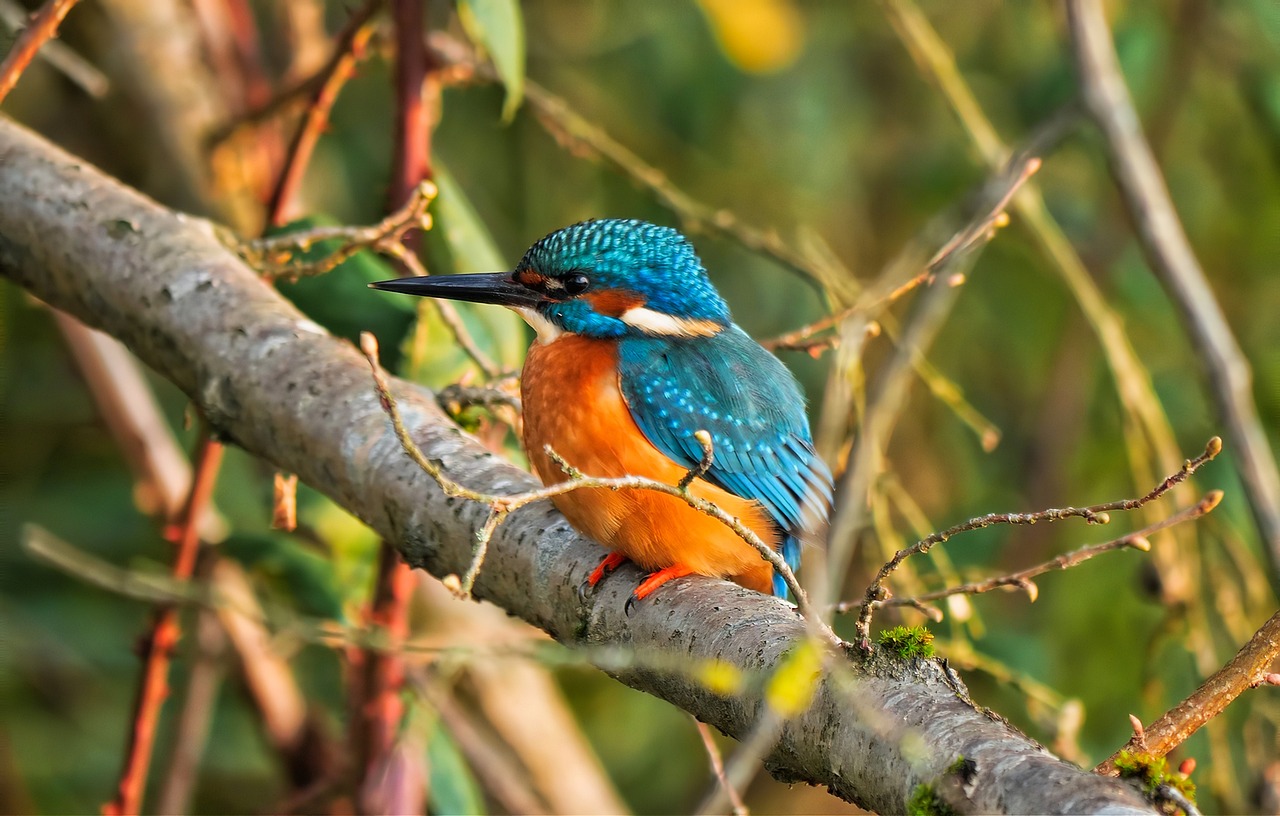 7-Day Kenya Bird Watching Safari