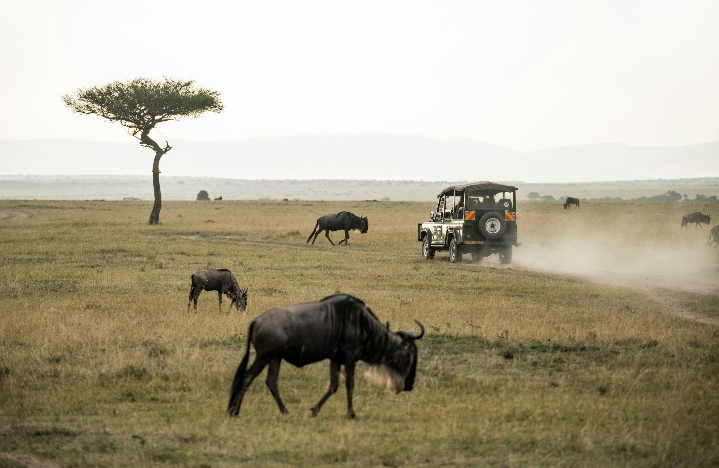 Maasai Mara vs Serengeti: Which Safari Destination Is Better in 2026?
