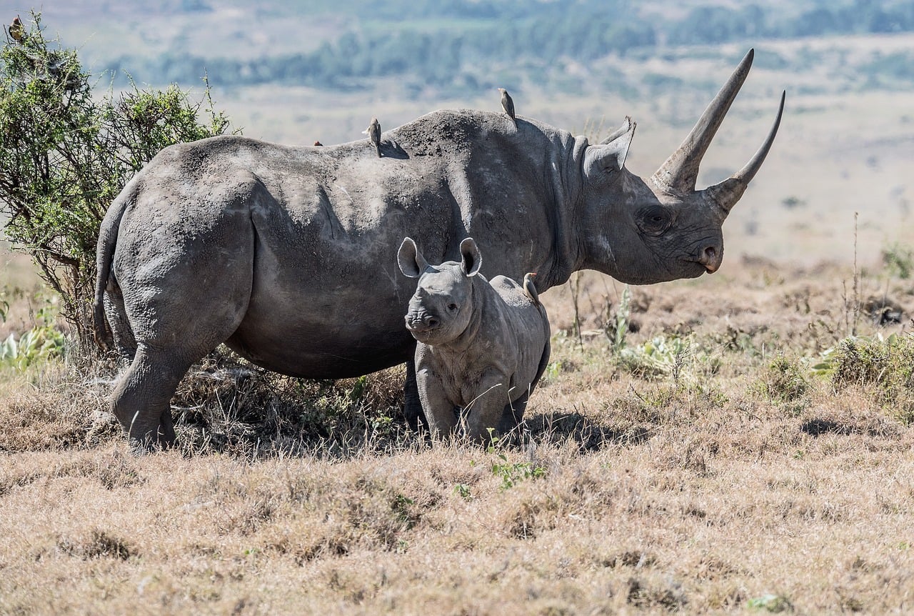 Ol Pejeta Safari Cost Guide 2026: Complete Budget Breakdown for Every Traveler