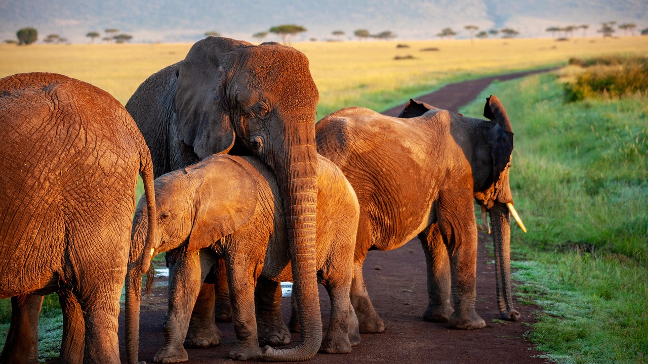 Best Amboseli Safari Packages in 2026: Top Tours for Every Budget and Travel Style