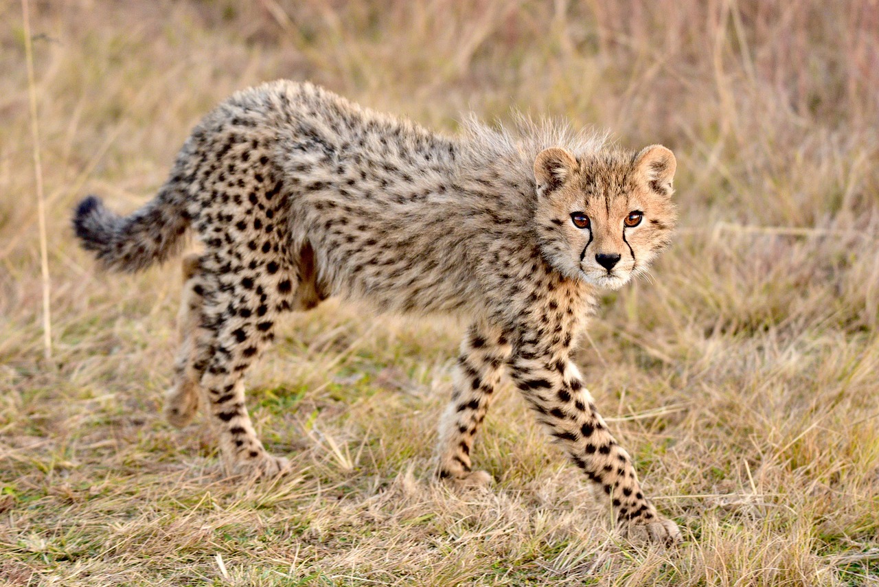 Kenya Safari for Indian Travelers: The Complete Guide to Planning Your African Adventure