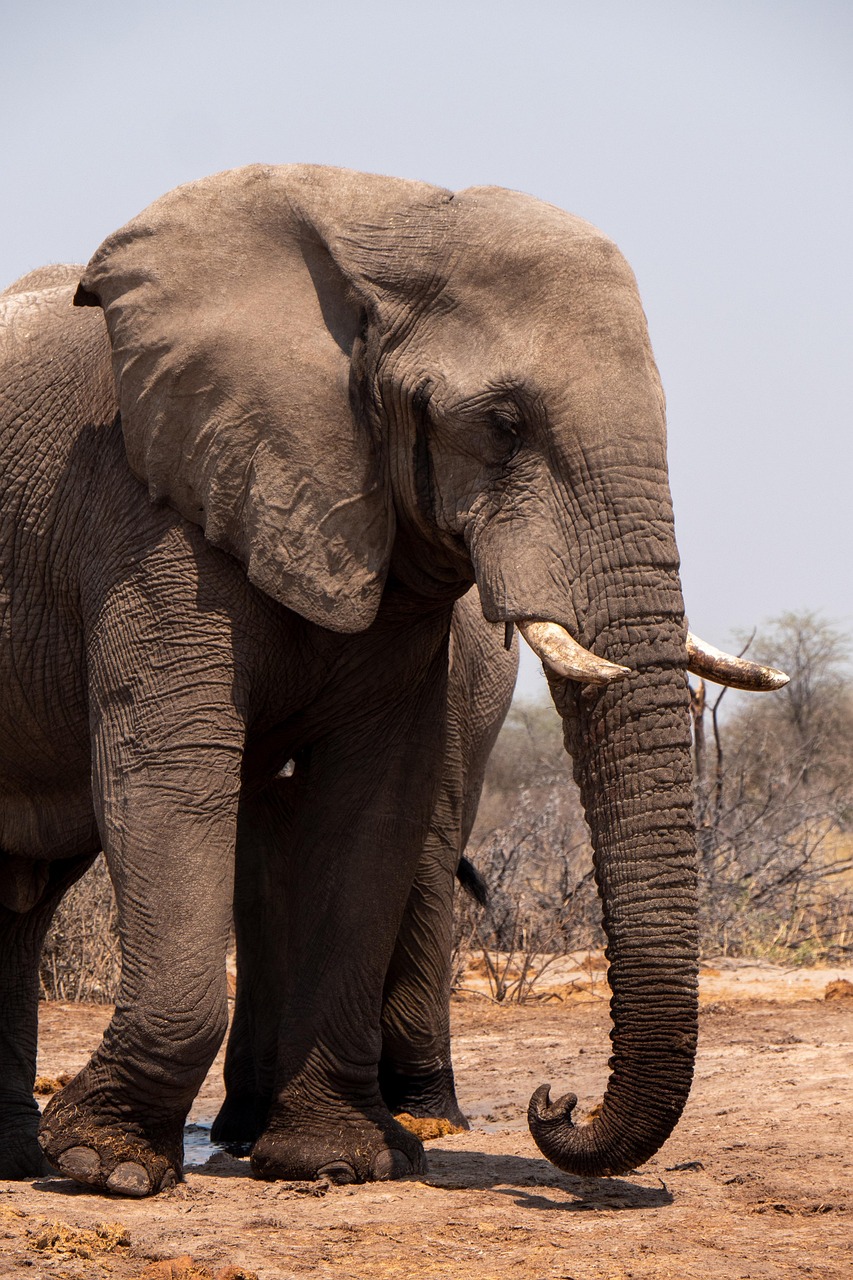 Complete Ol Pejeta Conservancy Guide 2026: Wildlife, Rhinos, Safari Costs & Travel Tips