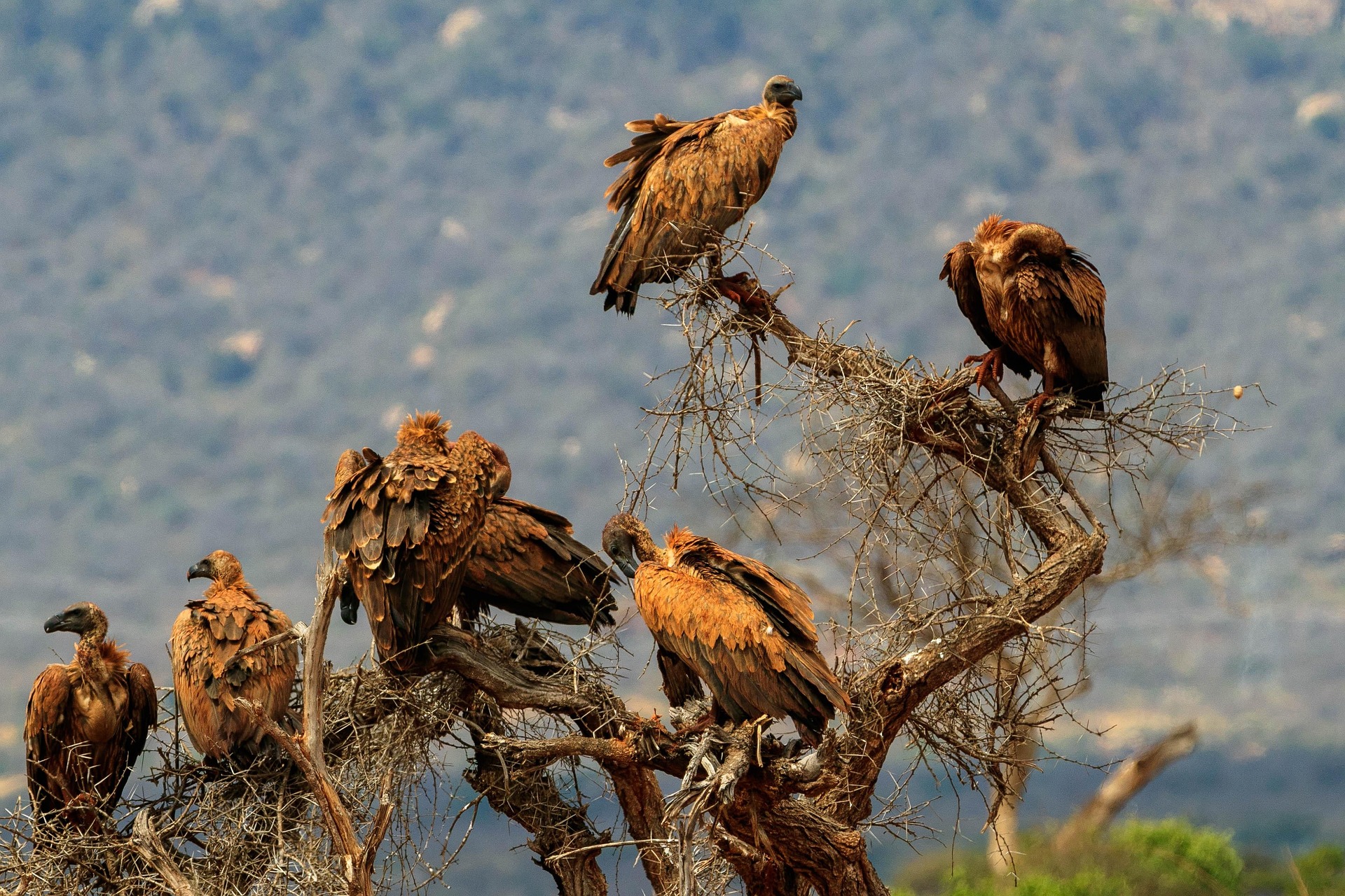 Tsavo East vs Tsavo West: Which Park Should You Visit?