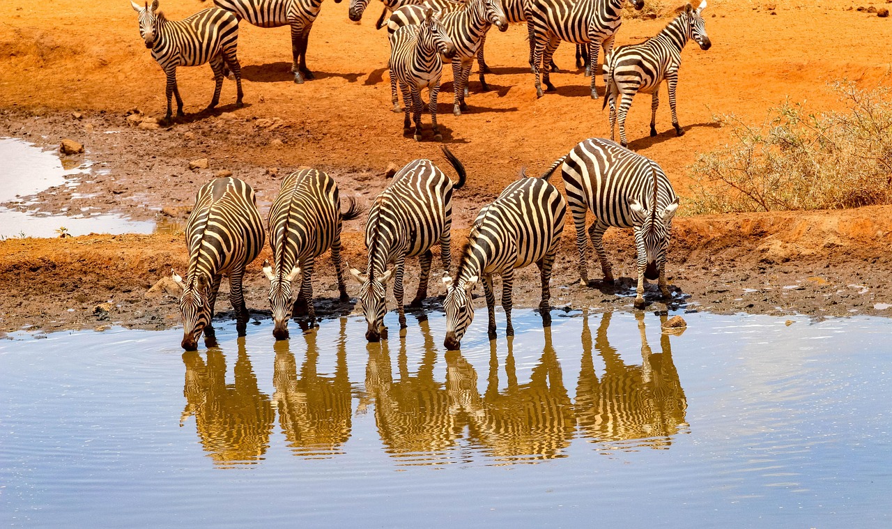 6-Day Amboseli, Lake Nakuru & Masai Mara Safari