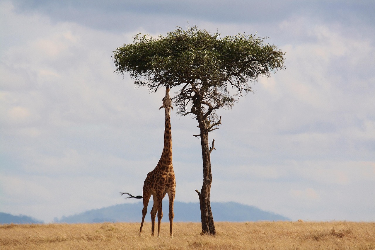 Tsavo Safari Cost Guide 2026: Complete Breakdown of Tsavo Safari Prices