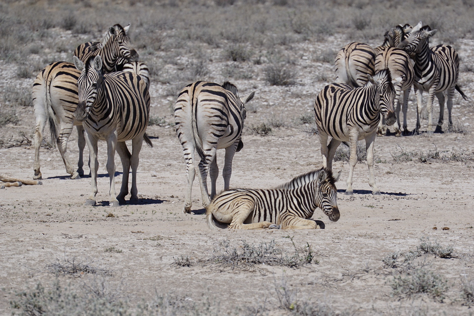 Best Group Joining Safari in Kenya (2026): Affordable Adventures for Solo Travelers, Couples & Friends