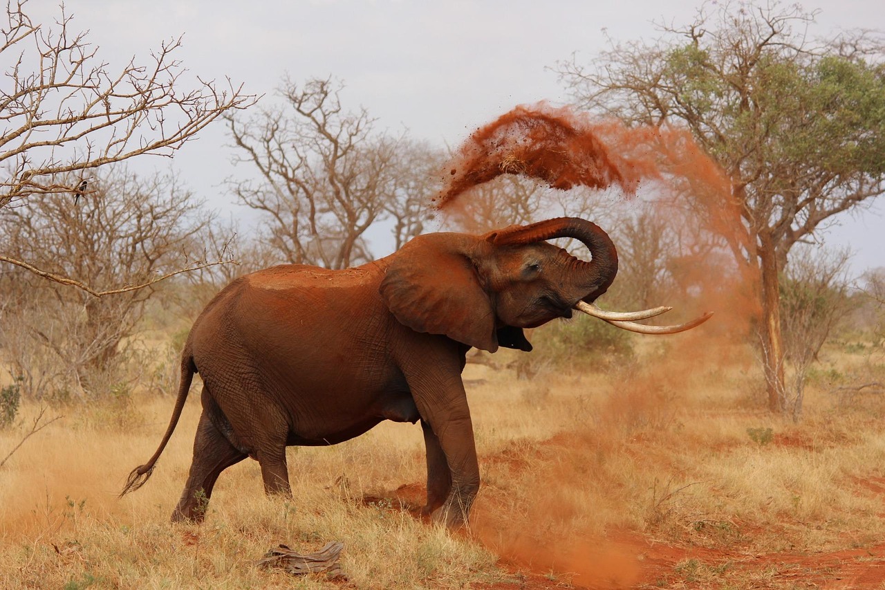 Complete Tsavo East Safari Guide 2026: Everything You Need to Know Before You Visit