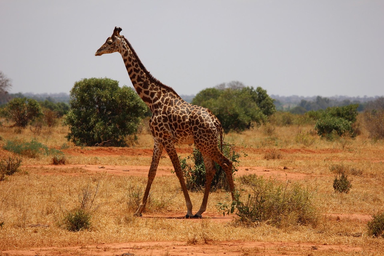 Tsavo vs Amboseli Safari: Which Kenya Safari Destination Is Better in 2026?