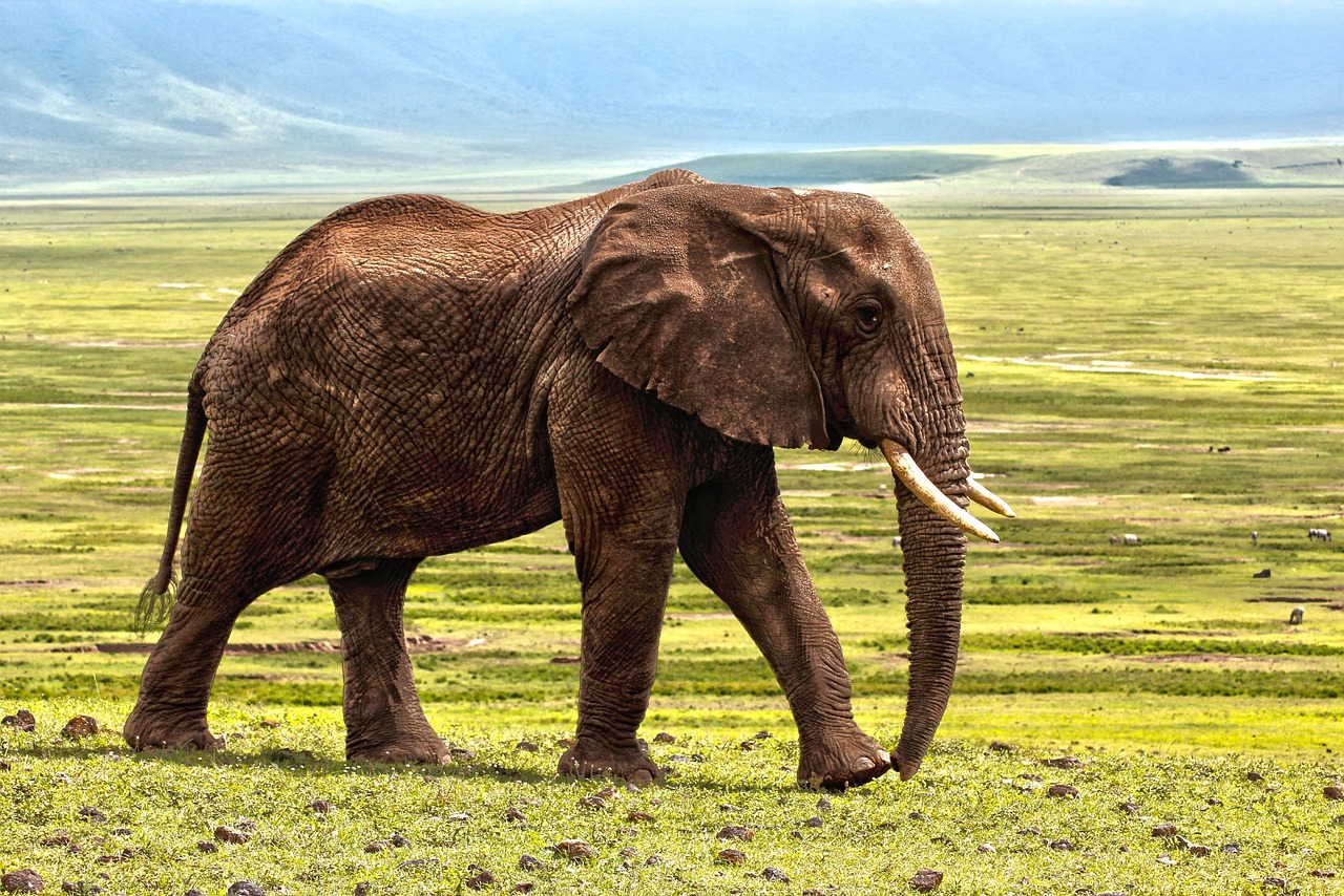 Best Ol Pejeta Safari Packages for 2026: Top Tours, Costs & Wildlife Experiences