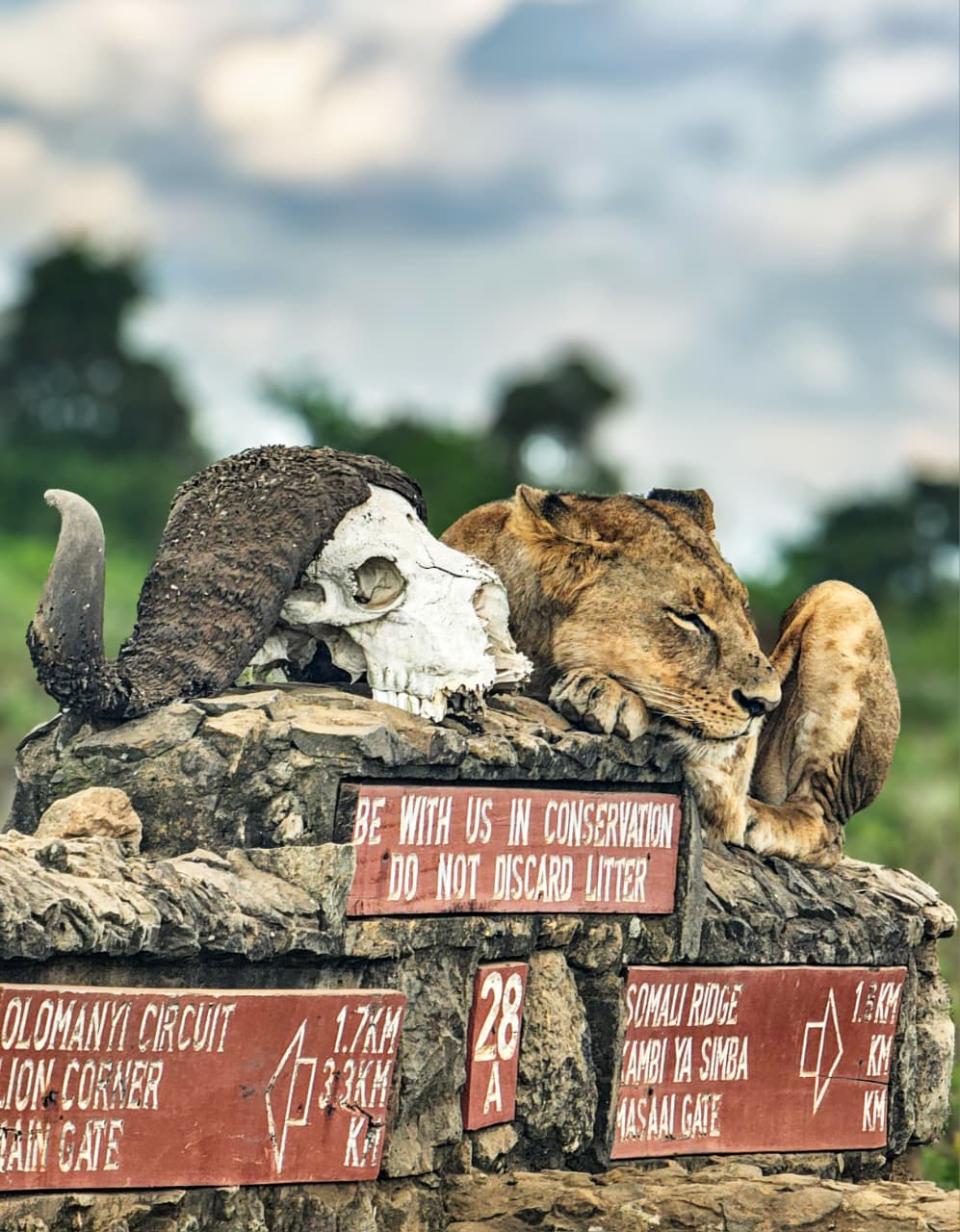 Solo Traveler Safaris in Kenya: The Ultimate Guide to Exploring Kenya Alone