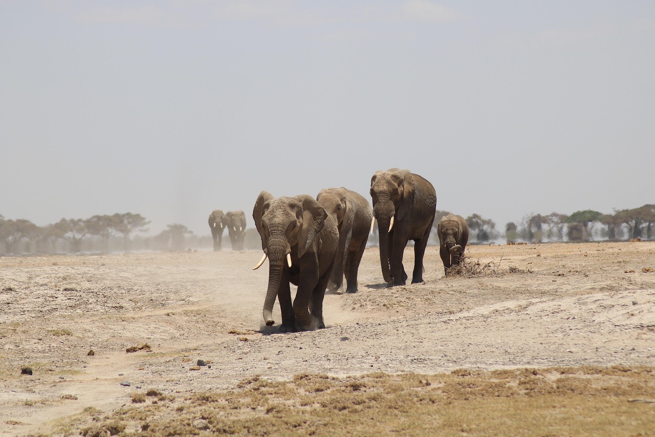Amboseli Elephant Safari Guide 2026: The Best Place in Africa to See Elephants