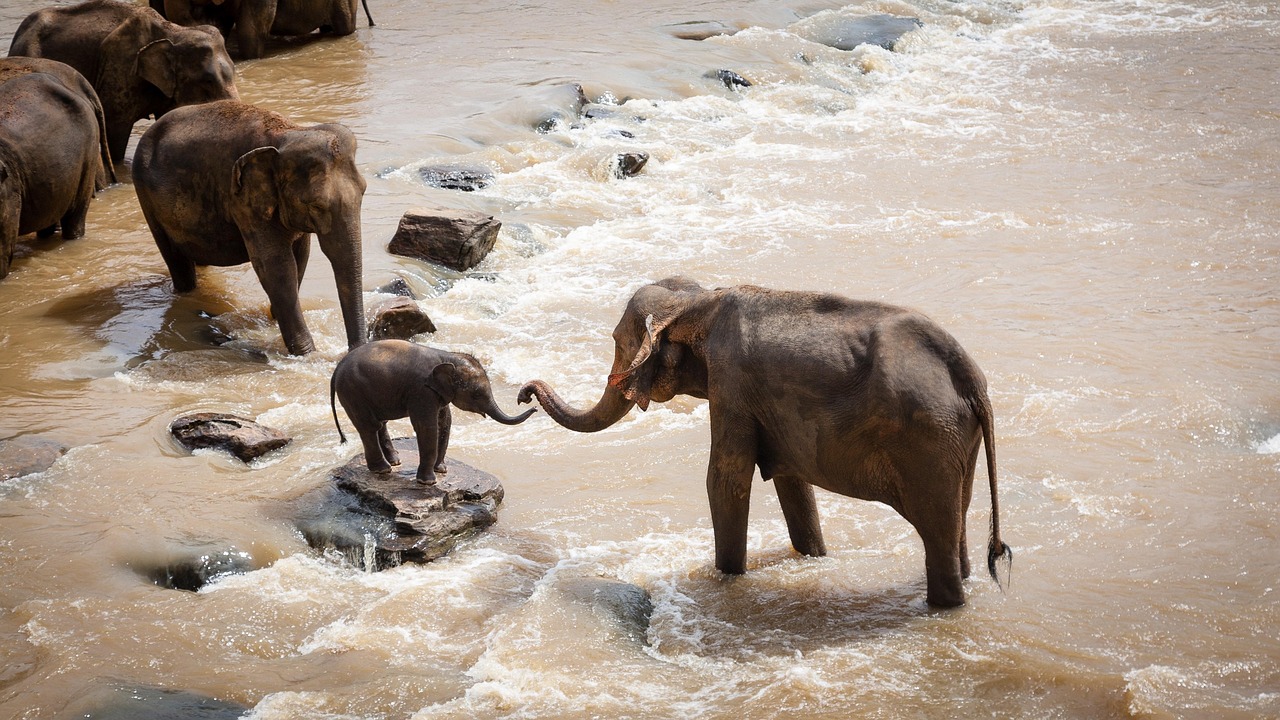 Kenya Safari for German Travelers: The Complete Guide to Planning Your African Adventure