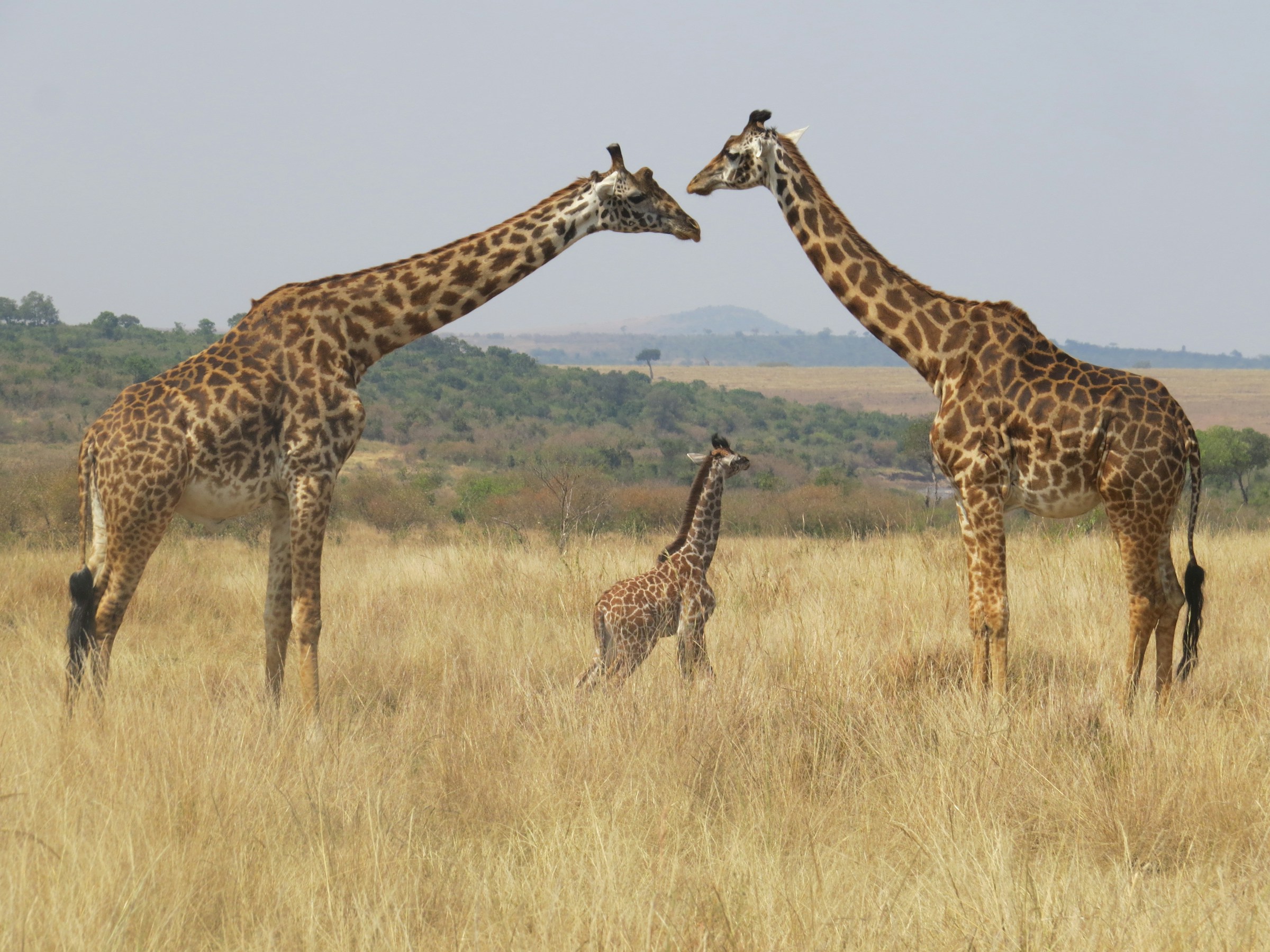How Many Days Do You Need in Maasai Mara? Complete Safari Duration Guide for 2026