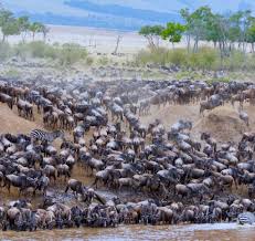 7-Day Great Migration Safari