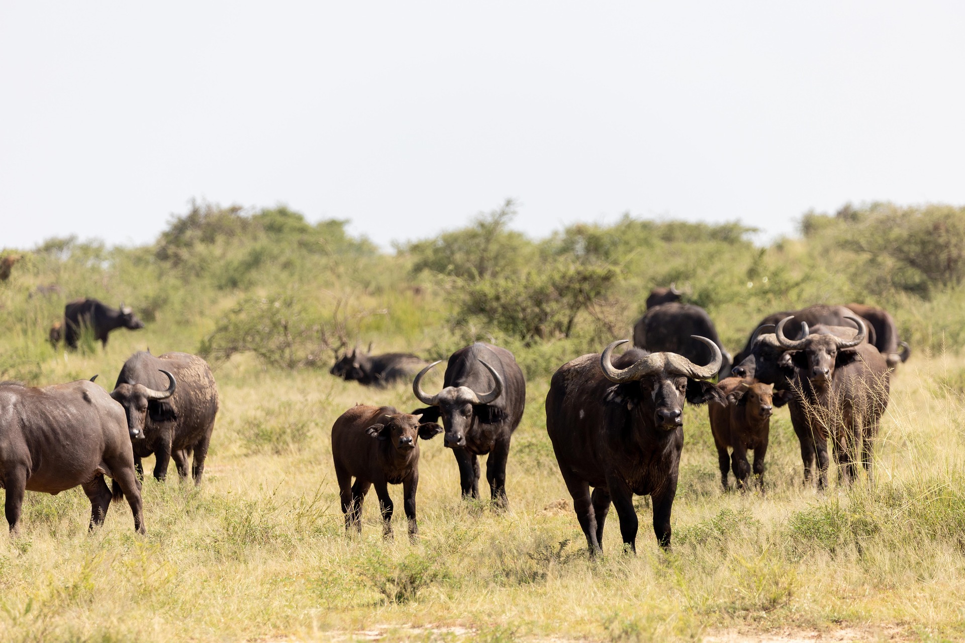 Best Maasai Mara Safari Packages for 2026: Complete Guide to Choosing the Perfect Safari
