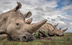 Amboseli vs Tsavo Safari: Which Kenya Safari Destination Is Best for You in 2026?